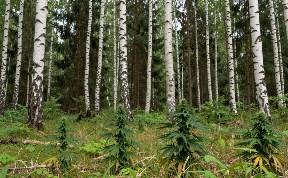 Происшествия