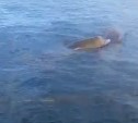 "Еще и благодарные": рыболовы около Итурупа помогли трем китам выбраться из сетей 