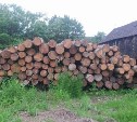 На Сахалине с помощью БПЛА засекли "особо крупного "черного" лесоруба"