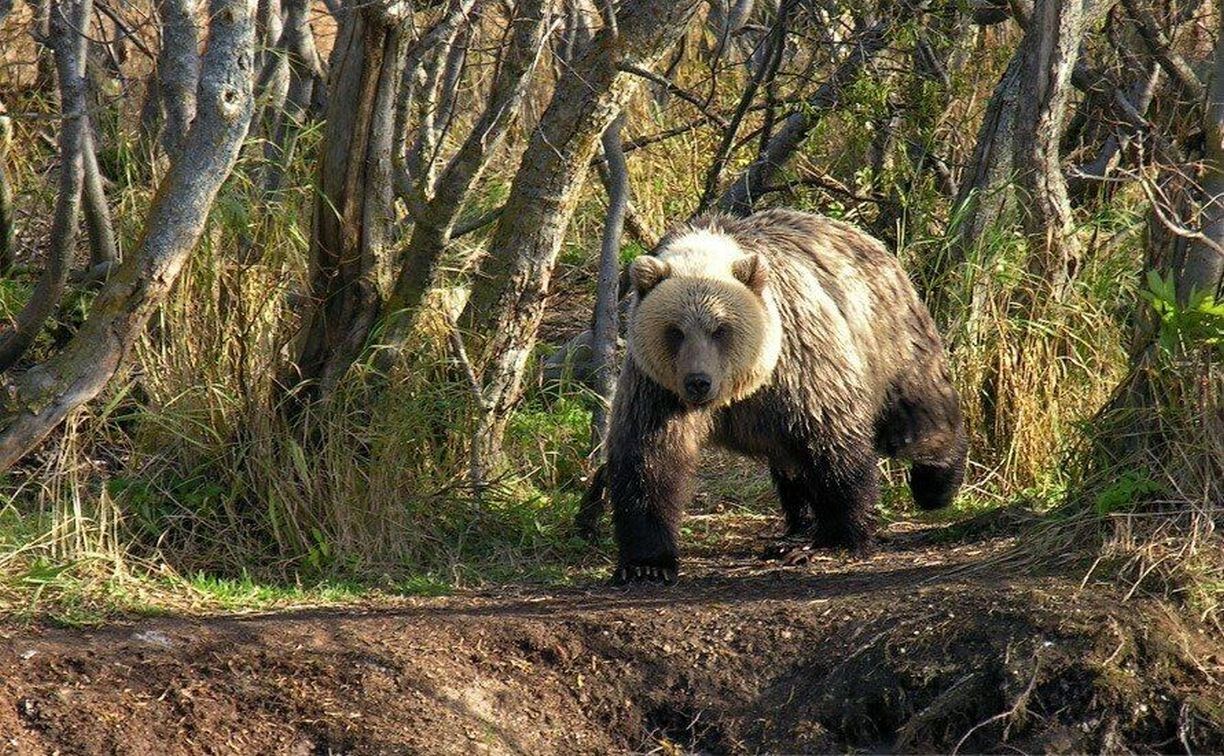 На Камчатке ликвидирован медведь-людоед, убивший рыбака