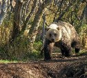 На Камчатке ликвидирован медведь-людоед, убивший рыбака