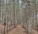 На окраине Южно-Сахалинска в лесу задержали закладчицу с большой партией наркотиков 