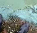 Учёные прокомментировали зелёную жижу в озере на Курилах
