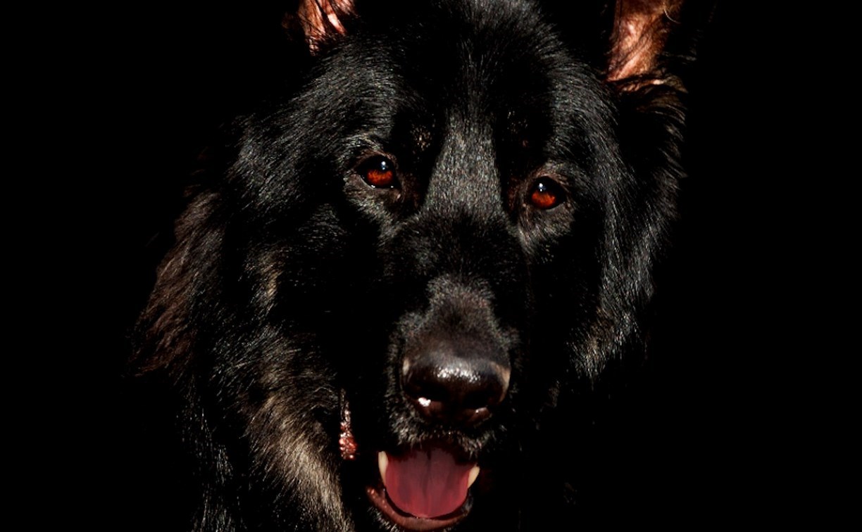 Владельцу цепной собаки, покусавшей ребенка на Сахалине, грозит до 6 месяцев ареста 