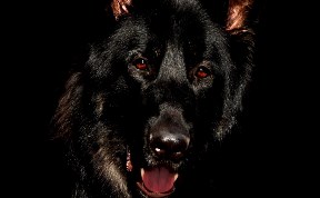 Происшествия