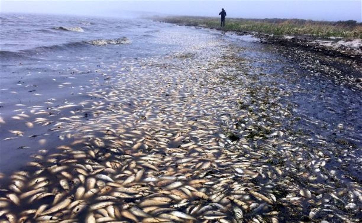 Специалист "Главрыбвода" назвал самую страшную и горячую проблему экологии Анивского залива