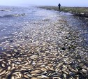 Специалист "Главрыбвода" назвал самую страшную и горячую проблему экологии Анивского залива