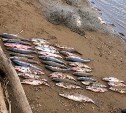 На Сахалине поймали браконьеров со впечатляющим уловом