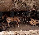 На Дальнем Востоке во время ремонта теплотрассы обнаружили человеческий скелет