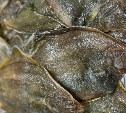 Сахалинцам предлагают камбалу по вкусной цене: список адресов и рецепт