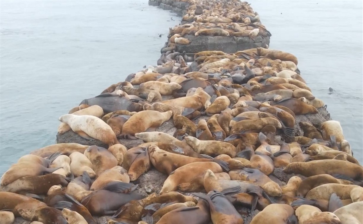 В Невельске разрушающийся брекватер продолжает угрожать сивучам