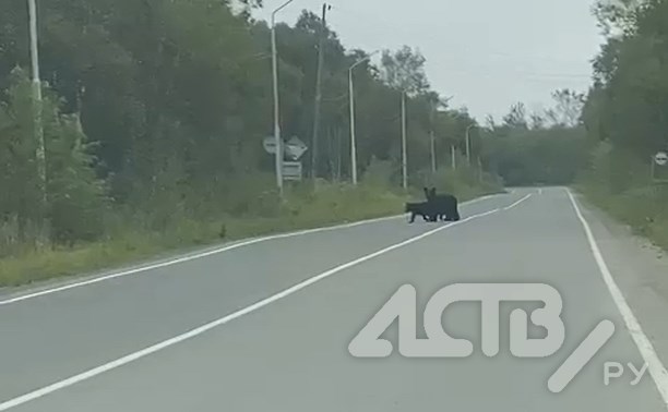 Медведица с детёнышами бродит у села Рыбацкого