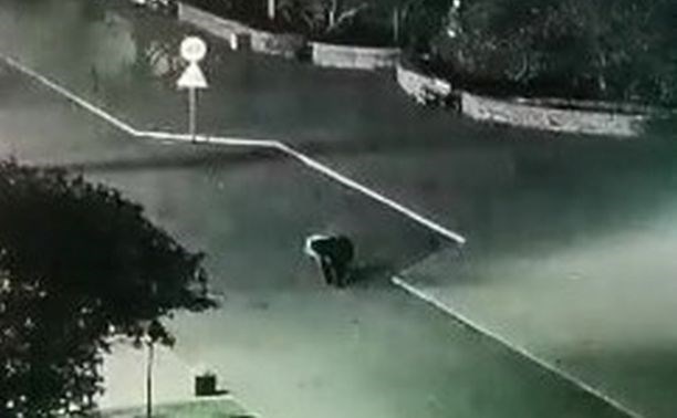 "Слышали ночью выстрелы": медведь вышел на городскую площадь в Северо-Курильске