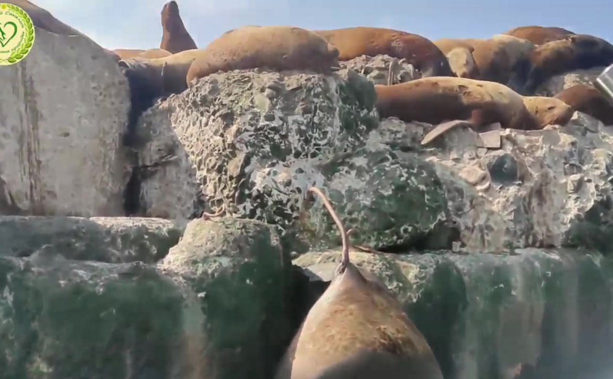 Сивуч повис на штыре и погиб у берегов Сахалина