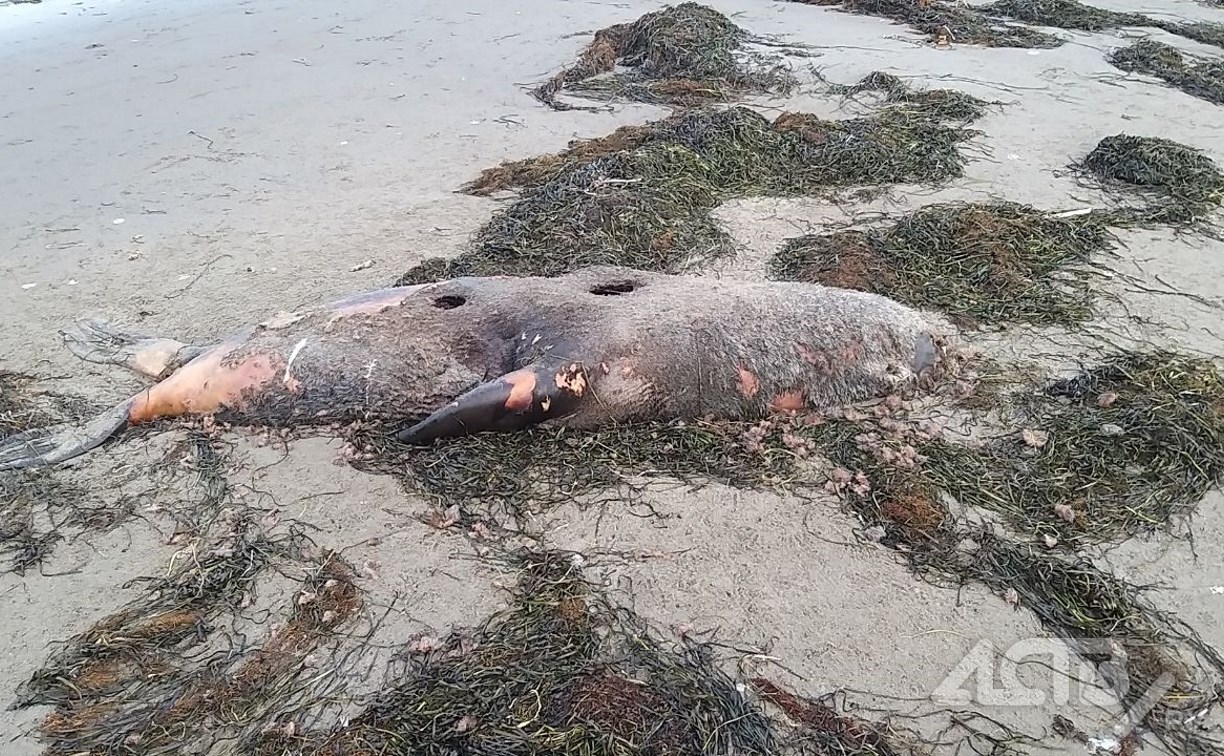 Мёртвых морских животных обнаружили в Макаровском районе 