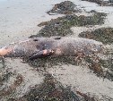 Мёртвых морских животных обнаружили в Макаровском районе 