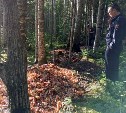 Лесничие на Сахалине рядом со зловонной свалкой крабовых отходов обнаружили ещё одну 