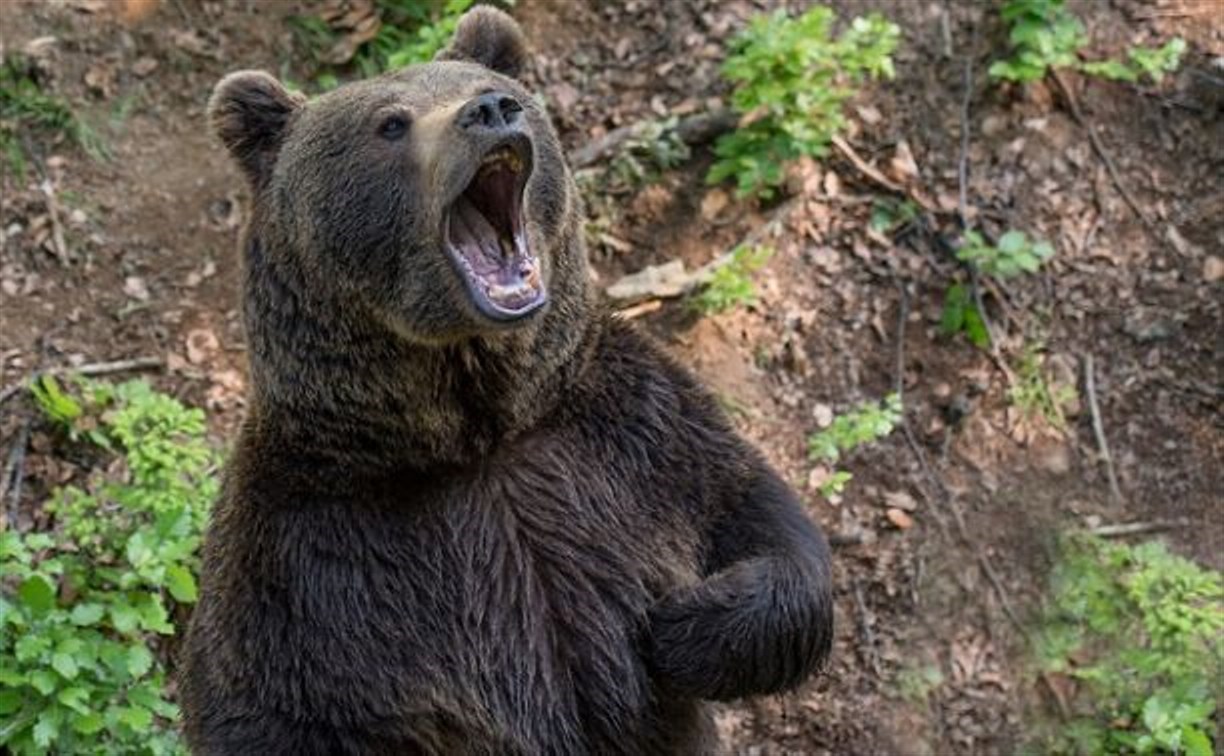 Камчатцам рекомендуют не посещать леса из-за возбуждённых медведей, ищущих самок