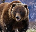 Трех медведей отстрелили в Холмском районе