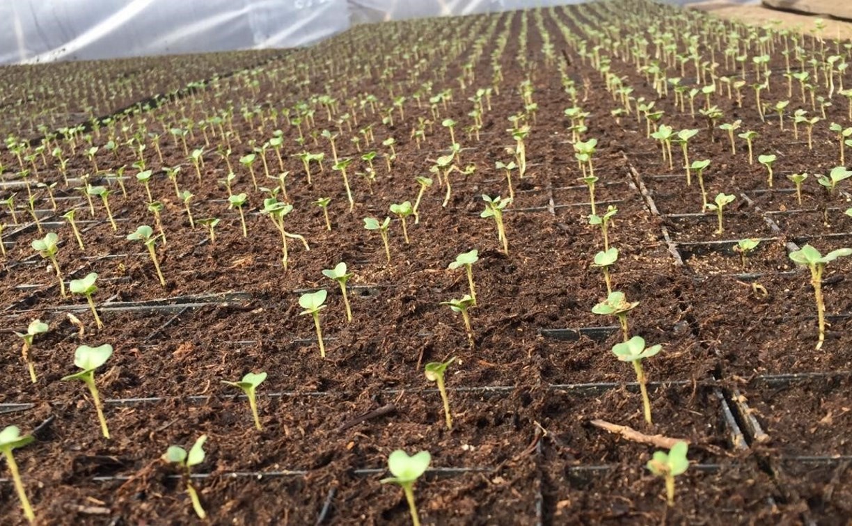 Десять миллионов ростков капусты посадят на сахалинские поля