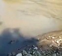 В сети появилось видео ужасающего состояния реки Борисовки
