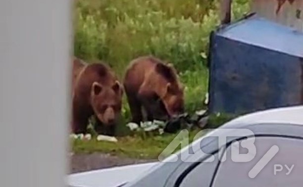 Медведи продолжают шокировать курильчан: ходят под окнами и переворачивают мусорки