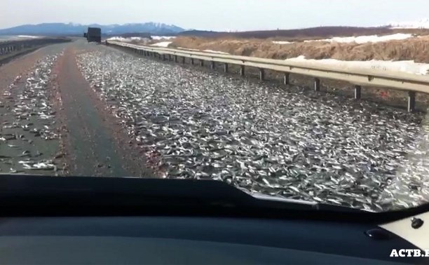 Больше тонны мойвы растерял грузовик на юге Сахалина