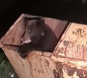 Сахалинцы нашли медведя в мусорном контейнере около СПГ