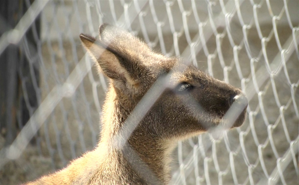 Желающим покормить кенгуру в сахалинском зоопарке предложат фрукты