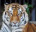 Сахалинцев приглашают на обед к тиграм