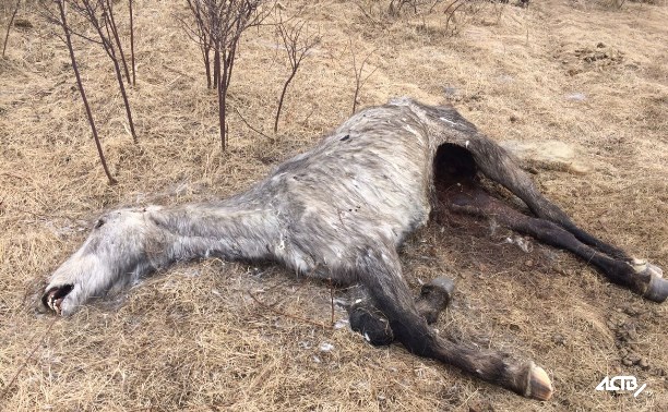 В полях от Пионеров до Костромского нашли мертвых лошадей В полях от Пионеров до Костромского нашли мертвых лошадей