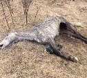 В полях от Пионеров до Костромского нашли мертвых лошадей