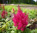 Качели, скамейки и цветы: в горпарке Южно-Сахалинска готовят к открытию новую прогулочную зону