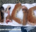 Приморец расчленил краснокнижного тигра и пытался продать части туши