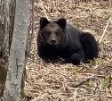 Сахалинцы встретили медведей в Охотском и по дороге на мыс Великан