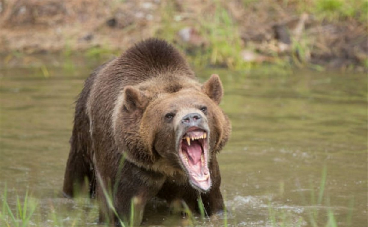 Сахалинские лесничие предупредили о начале гона у бурого медведя