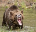 Сахалинские лесничие предупредили о начале гона у бурого медведя