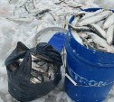 В российской корюшке обнаружили опасного паразита