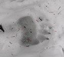 В Соловьёвке "челноком ходил" медведь по кладбищу: подкопал кресты, разбросал венки
