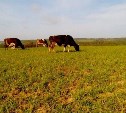 Сахалинские фермеры нашли чем заменить земли «Комсомольца»
