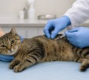 Владельцы кошек пожаловались на смерть питомцев после вакцины "Мультифел"