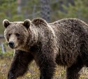В дальневосточном регионе уничтожили почти полтысячи медведей
