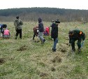 В Корсаковском районе посадили 1,5 тысячи молодых елей 