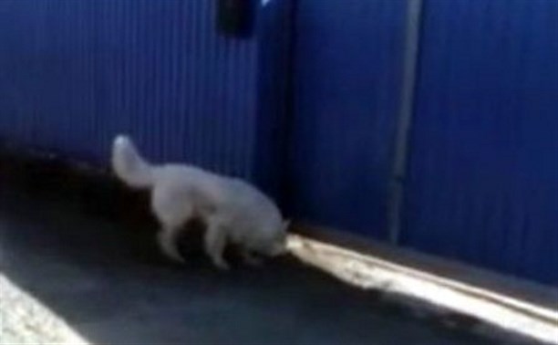 На Сахалине парень отбил собаку, которую украли и уже затолкали в машину