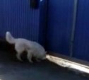 На Сахалине парень отбил собаку, которую украли и уже затолкали в машину