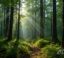 Слухи о "расчленёнке" в Холмске оказались фейком: это был медведь