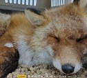 Не ДТП, а драка: у доставленного в Южно-Сахалинск лиса нашли раны от внушительных клыков