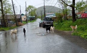 Происшествия