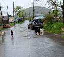 "Страшно ходить по улицам": во Взморье жителей пугает стая бродячих собак