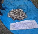 "Корюшковый" браконьер выловил более 4 тысяч рыбин в Смирныховском районе